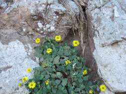 Perityle cordifolia (Rydb.) S. F. Blake resmi