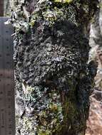 Image of degelia lichen