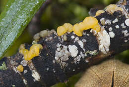 Image of Tremella dactylobasidia J. C. Zamora 2009