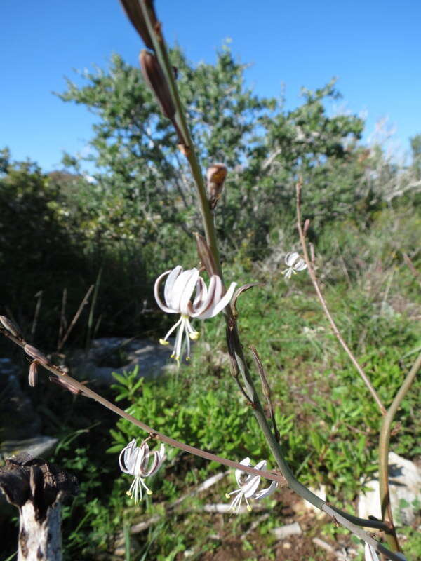 Слика од Trachyandra muricata (L. fil.) Kunth