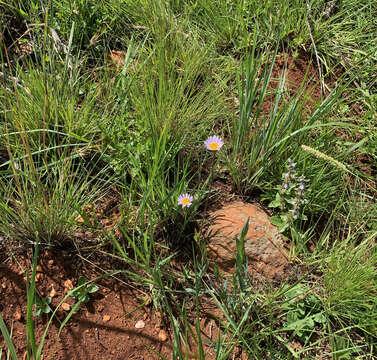 Image of Afroaster serrulatus (Harv.) J. C. Manning & Goldblatt