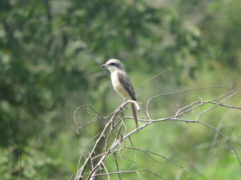 Слика од Tephrodornis affinis Blyth 1847