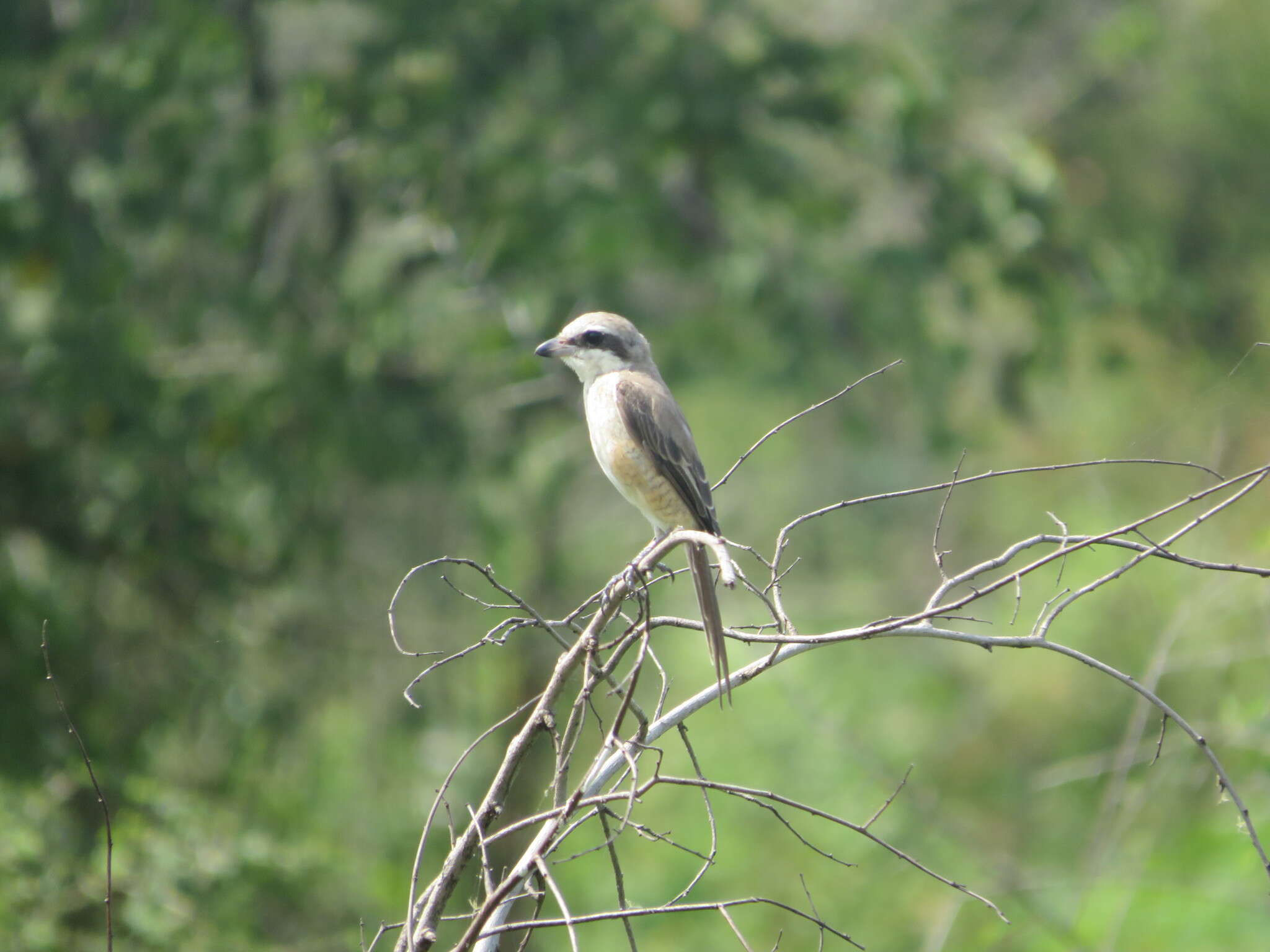 Image de Tephrodornis affinis Blyth 1847