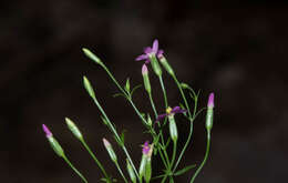 Zeltnera wigginsii (C. R. Broome) G. Mansion resmi