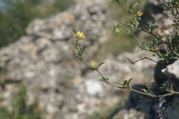 Image of Medicago rupestris M. Bieb.