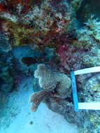 Image of Tube Coral