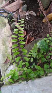 Image of Adiantum philippense L.