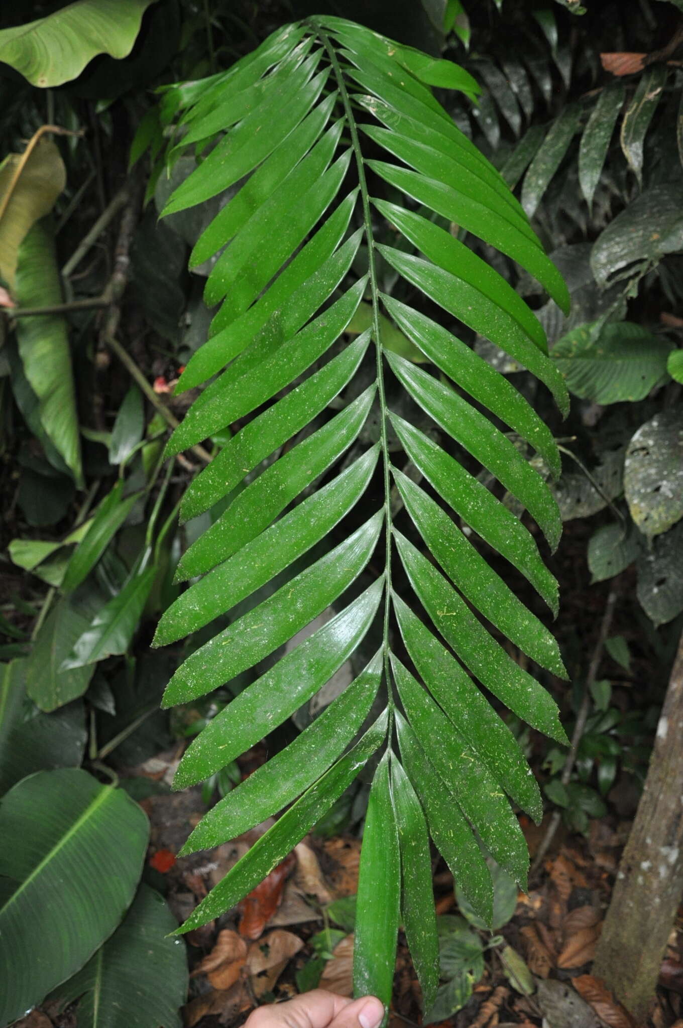 Image of Zamia elegantissima Schutzman, Vovides & R. S. Adams