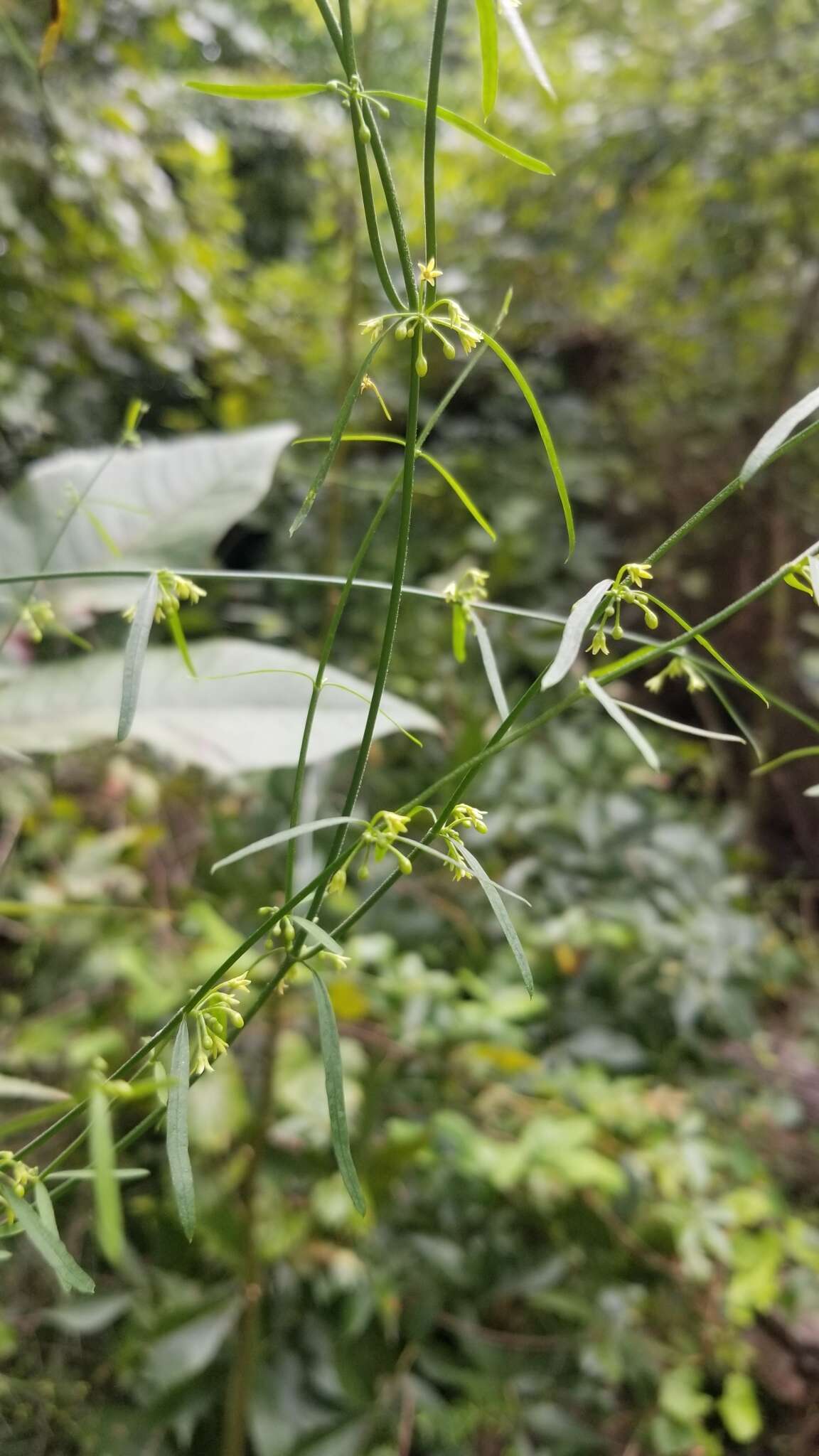 Sivun Orthosia scoparia (Nutt.) Liede & Meve kuva