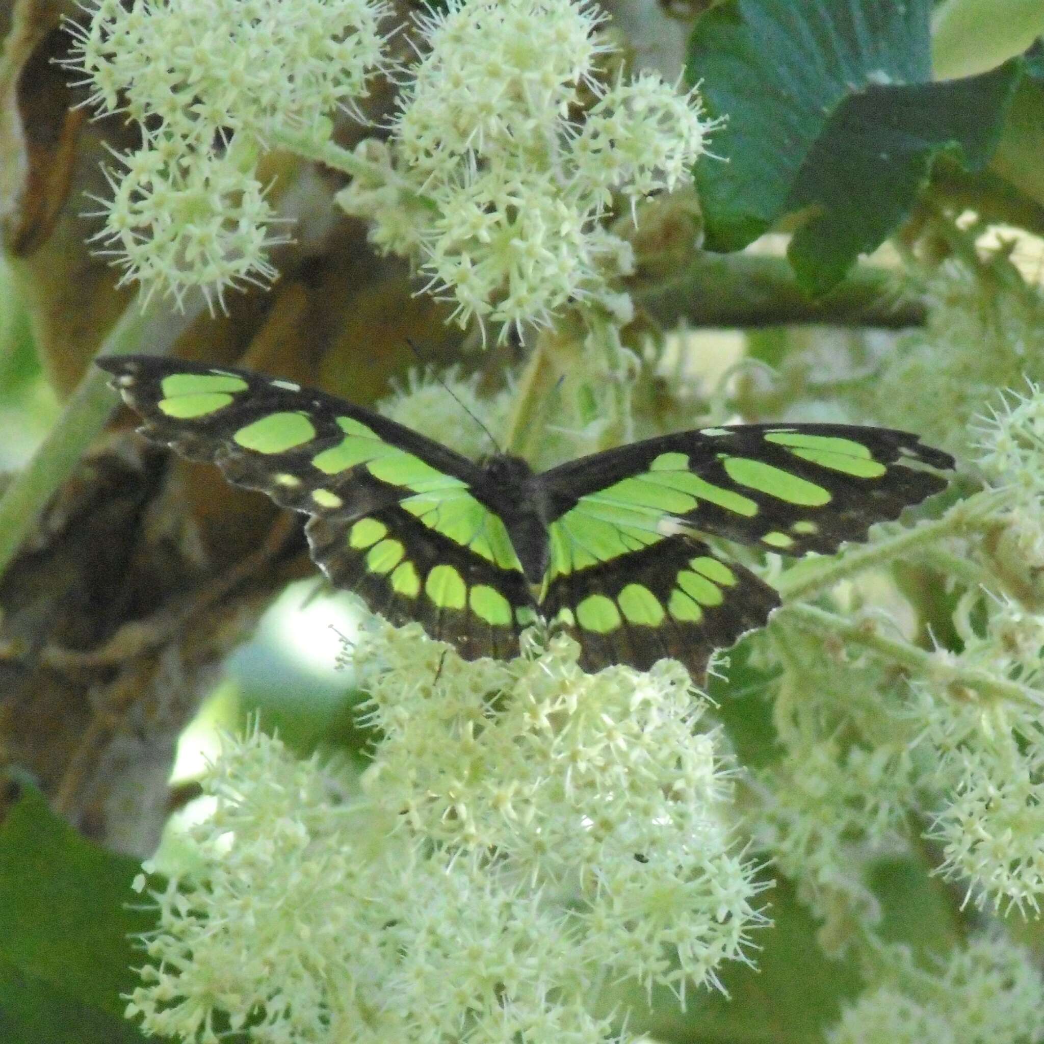 Imagem de Siproeta stelenes meridionalis (Fruhstorfer 1909)