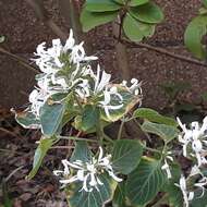 Image of Purple ribbon bush