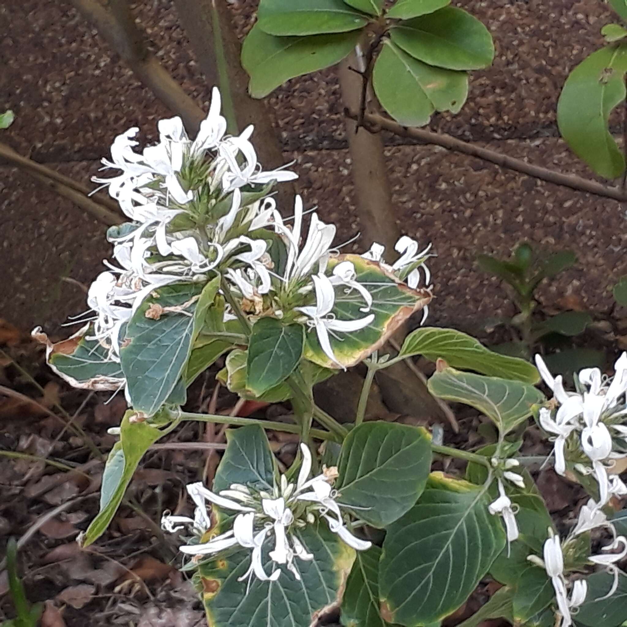 Image of Purple ribbon bush