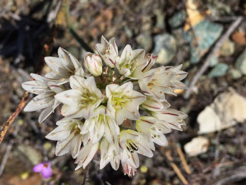 Image of serpentine onion