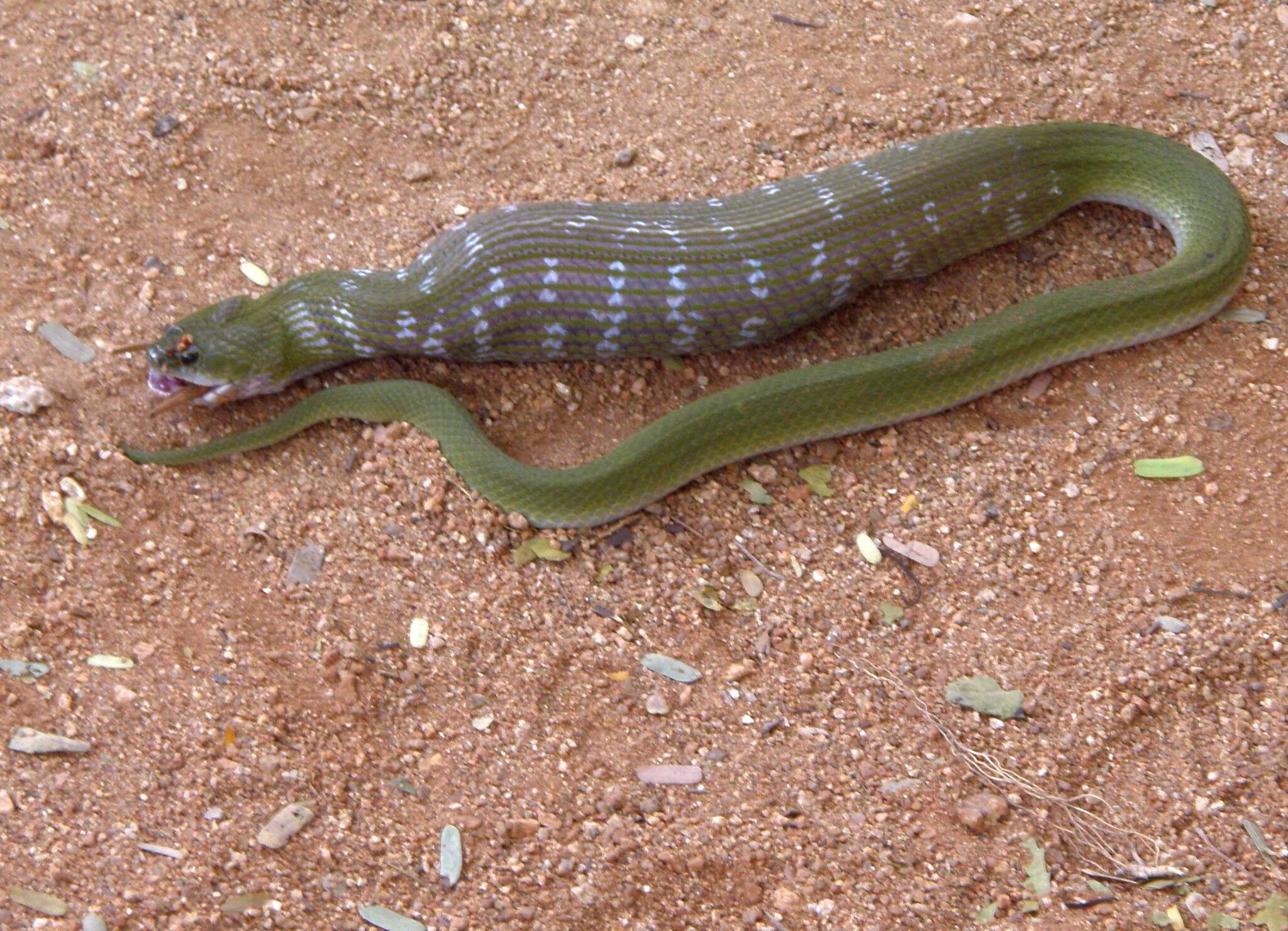 Image of Rhabdophis plumbicolor plumbicolor (Cantor 1839)