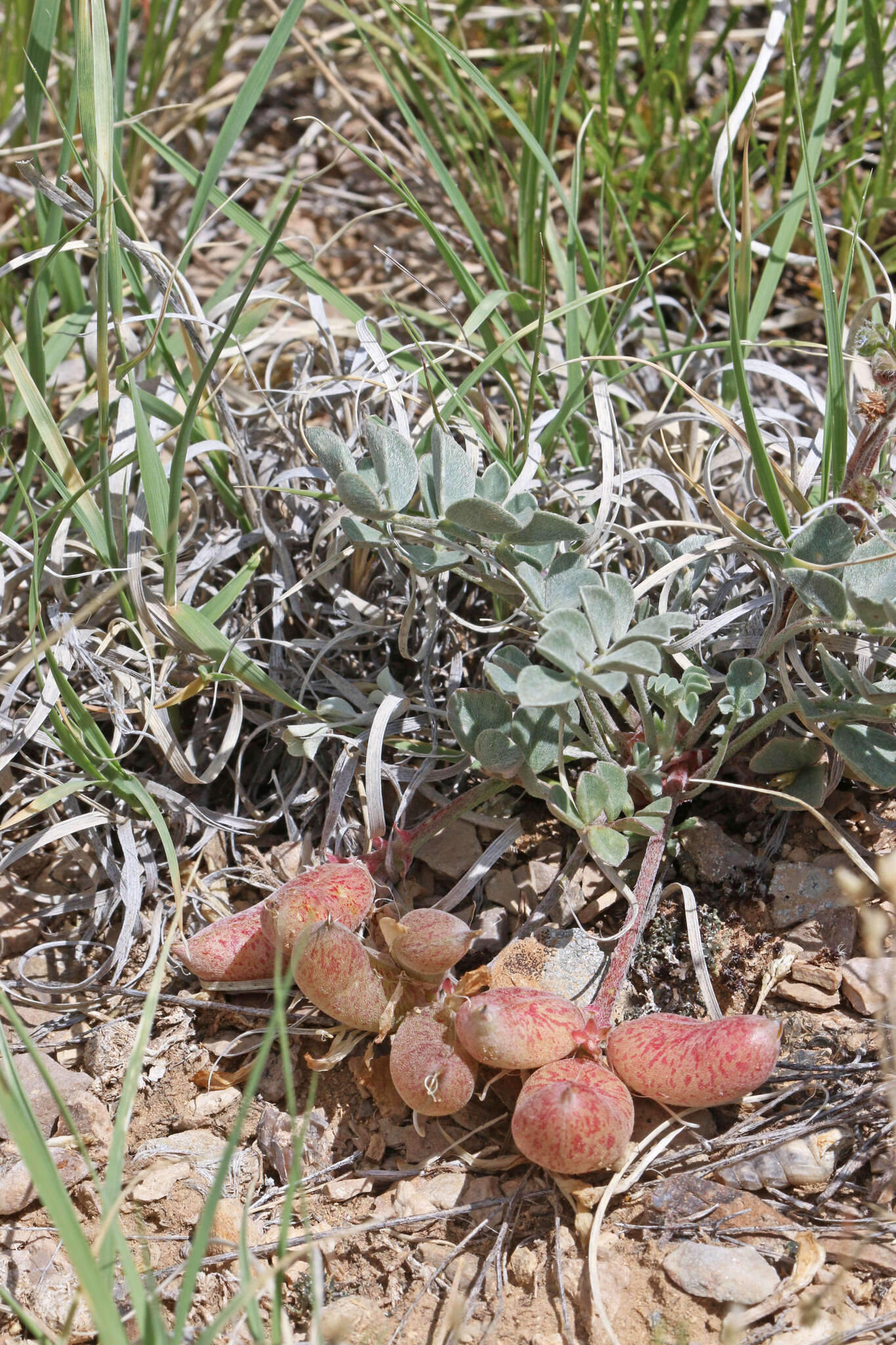Image of Astragalus chamaeleuce var. chamaeleuce