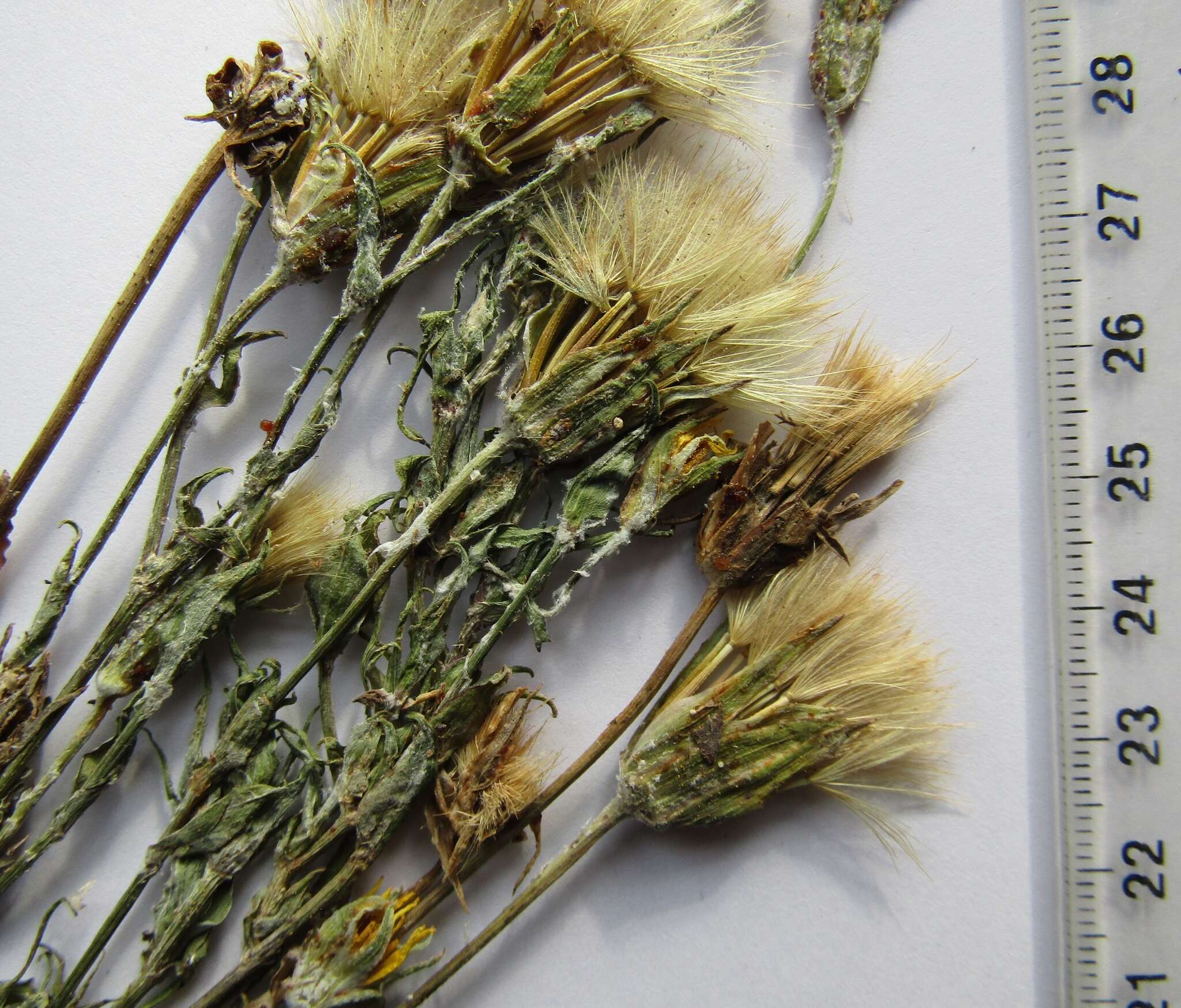 Image of woolly goatsbeard