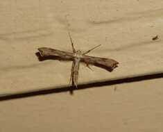 Image of Hoary Plume Moth