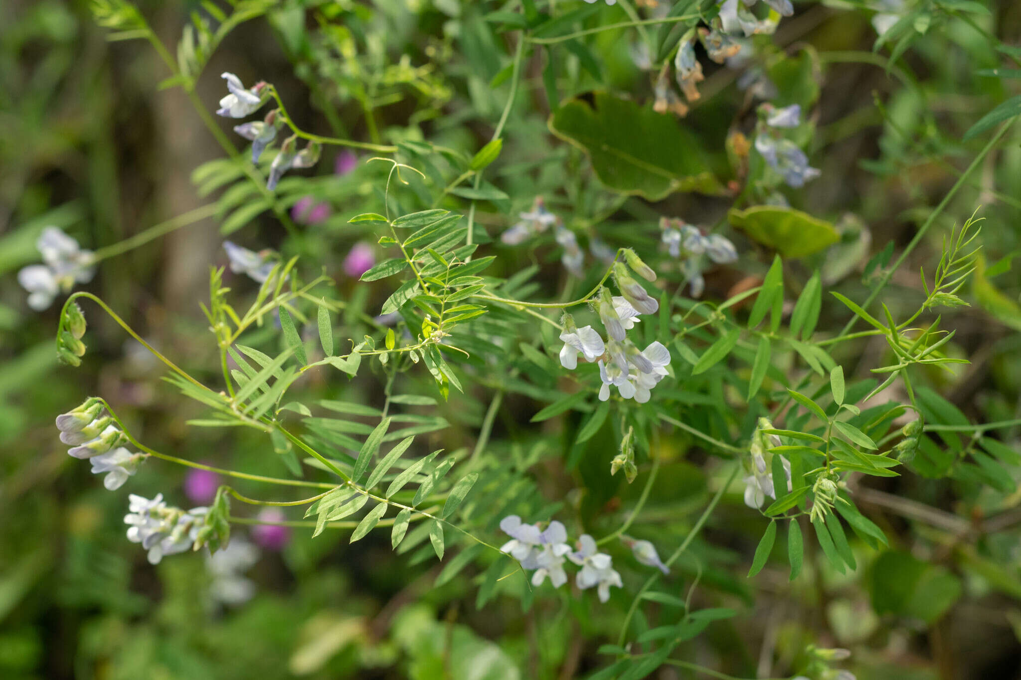 Vicia vicina Clos resmi