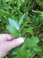 Image of balsam willow