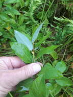 Image de Salix pyrifolia Anderss.