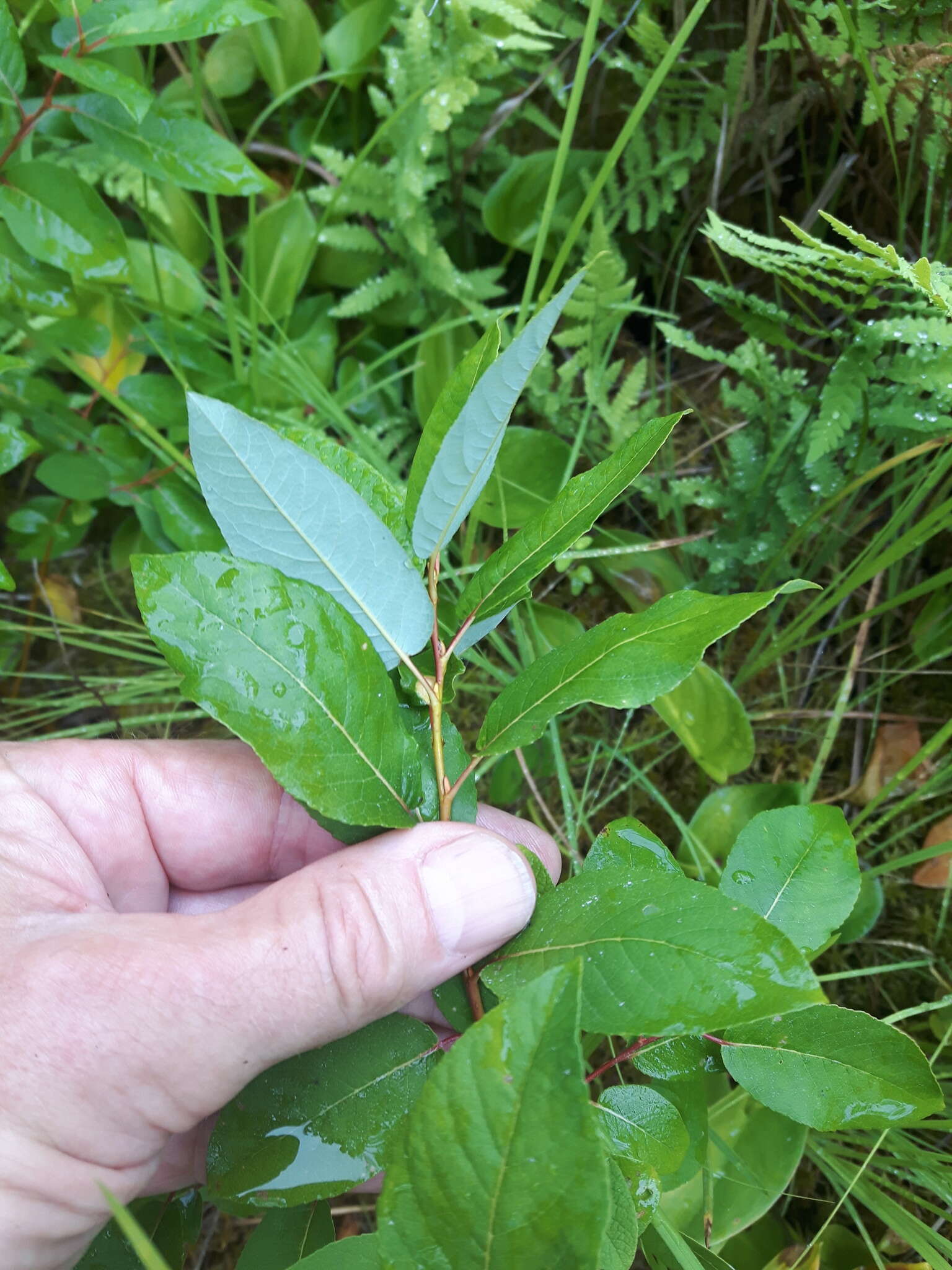 Image de Salix pyrifolia Anderss.