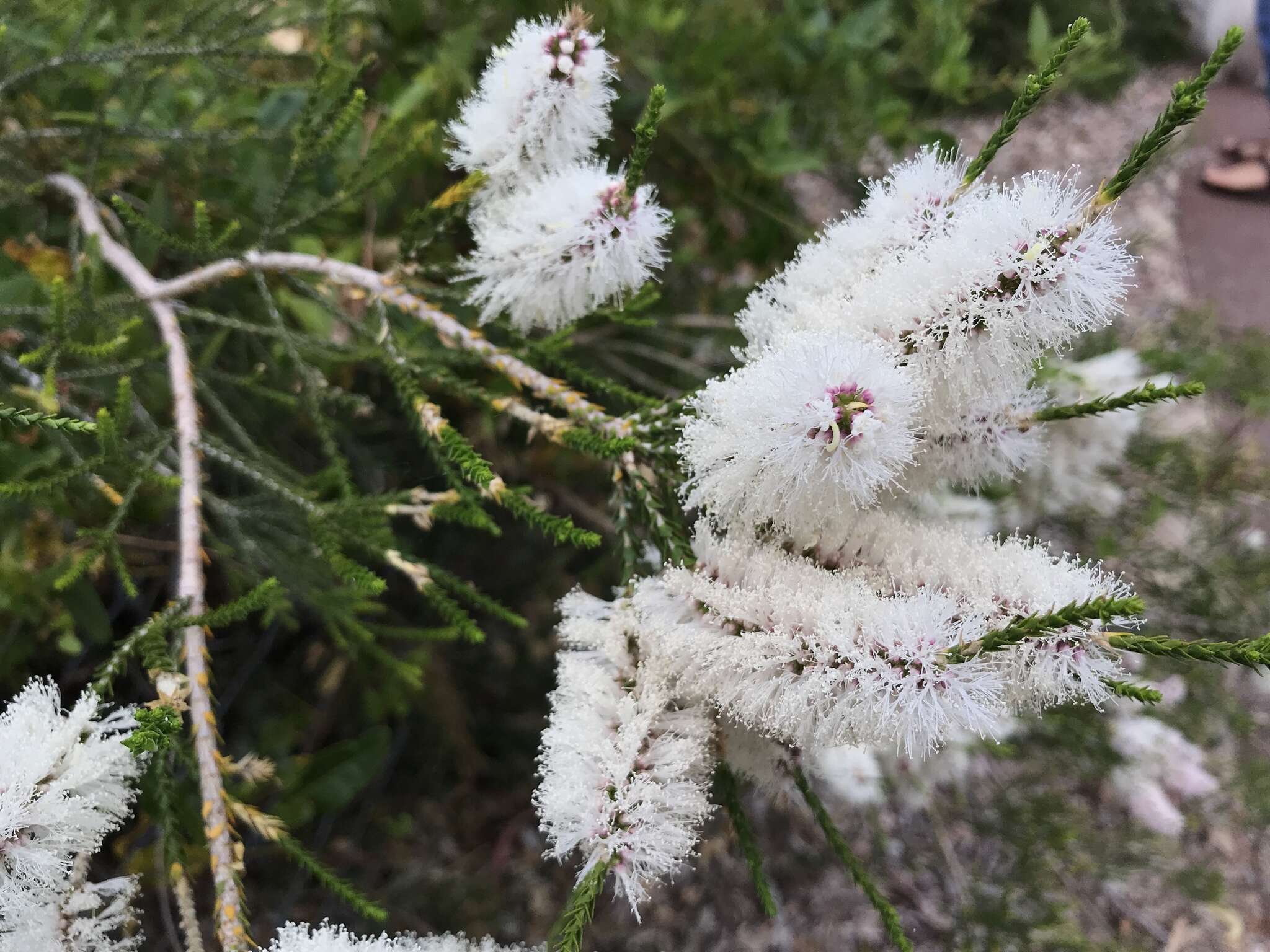 Sivun Melaleuca huegelii Endl. kuva