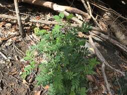 Image of Senna acclinis (F. Muell.) Randell