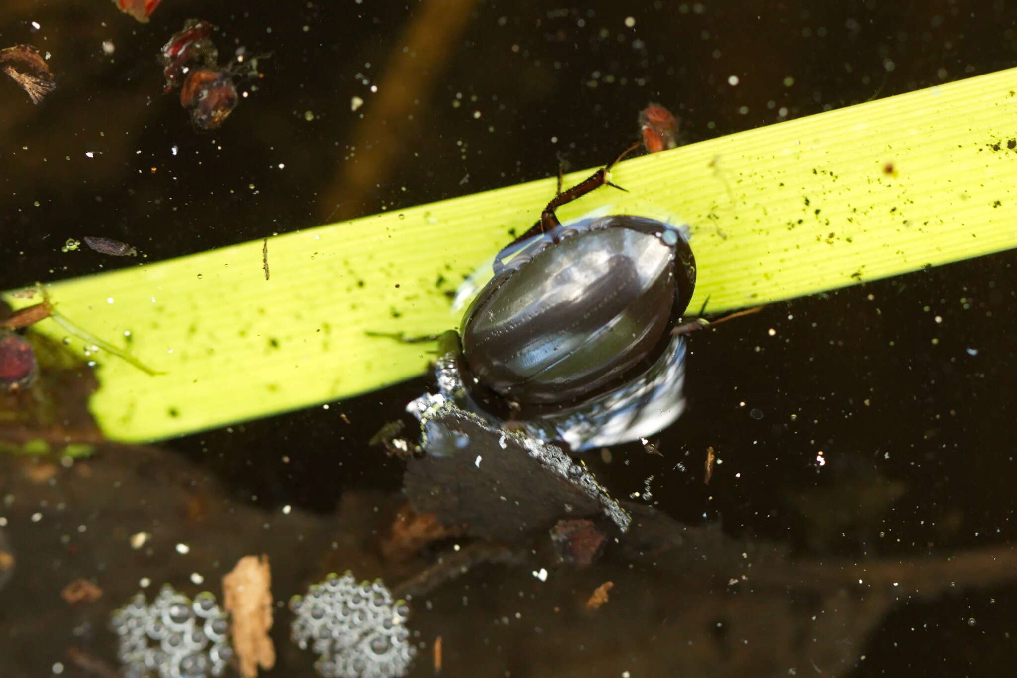 Image of Lesser silver water beetle