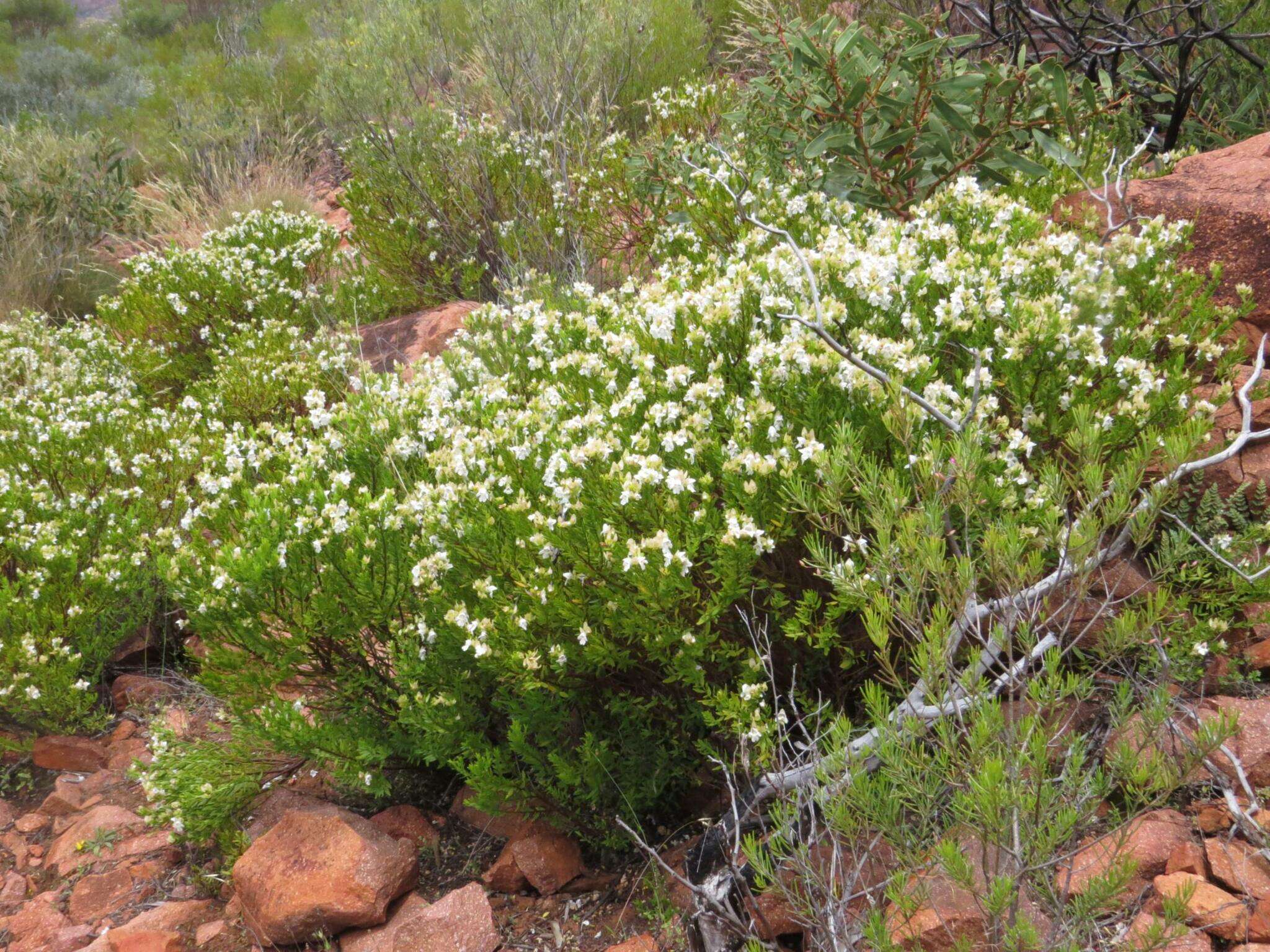 Imagem de Prostanthera striatiflora F. Muell.