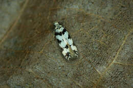 Pseudotelphusa scalella Scopoli 1763的圖片