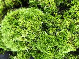 Image of Nuttall's homalothecium moss