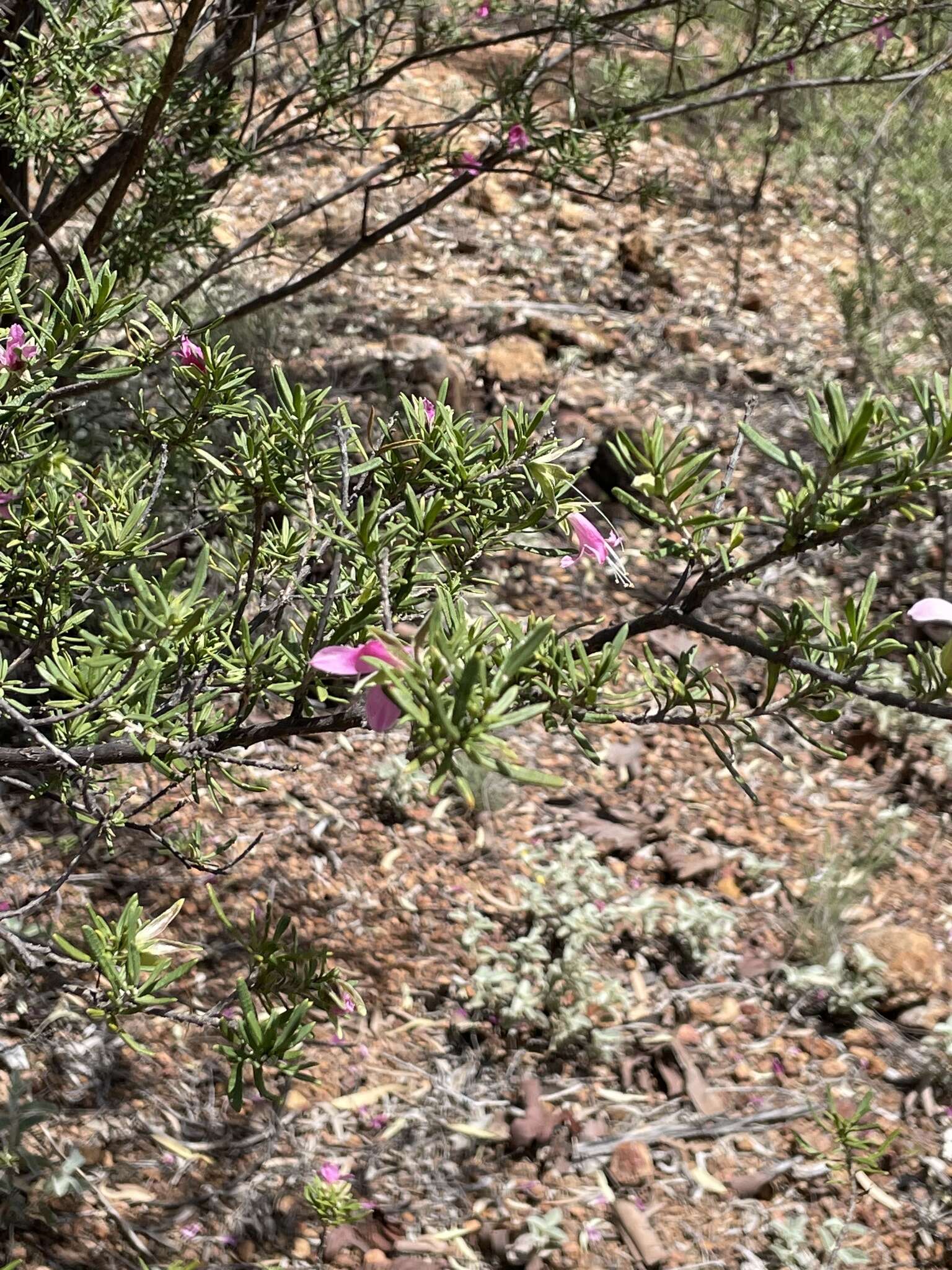 Eremophila latrobei F. Muell.的圖片