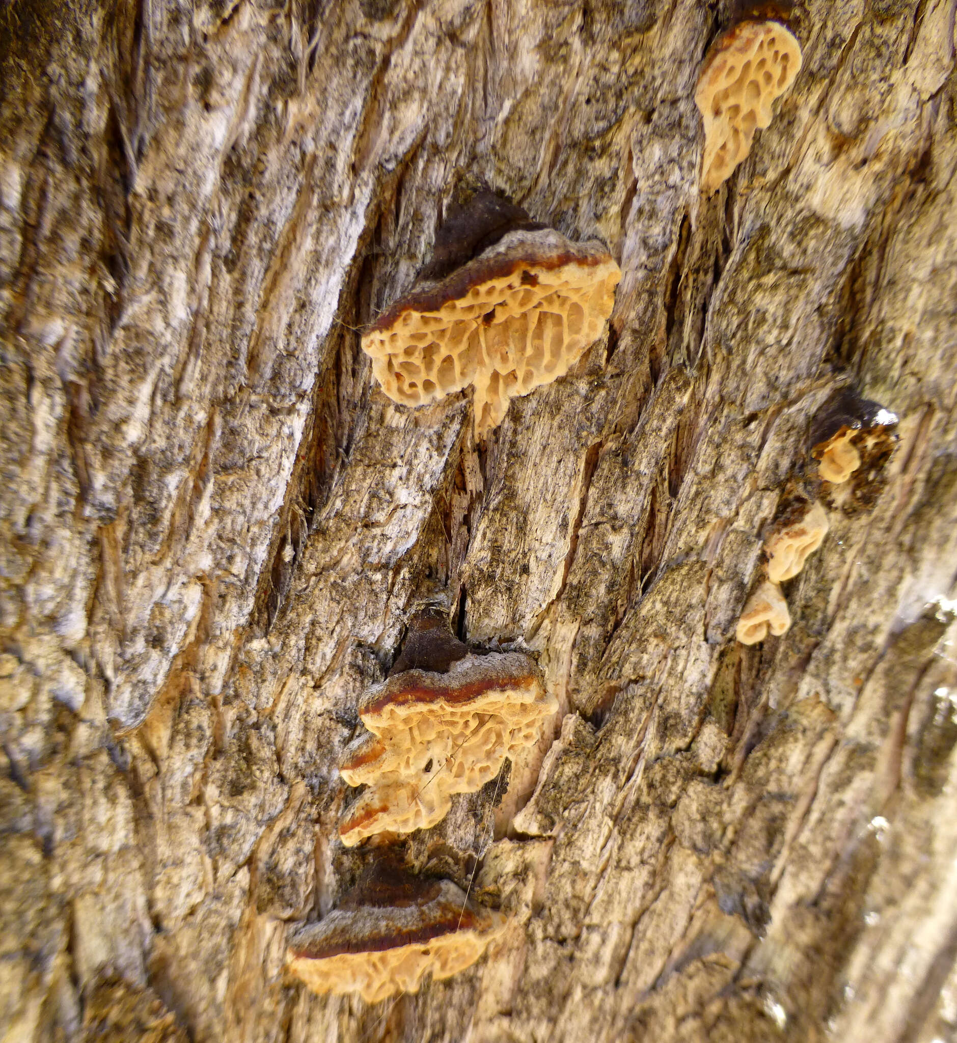 Image of Hexagonia vesparia (Berk.) Ryvarden 1972