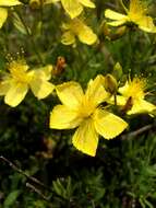 Image of Hypericum elegans Steph. ex Willd.