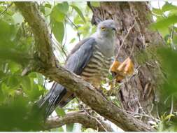 Image of Pacific Baza