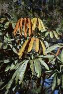 Image of Schefflera trianae (Planch. & Linden ex Marchal) Harms