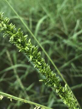 Plancia ëd Sacciolepis striata (L.) Nash