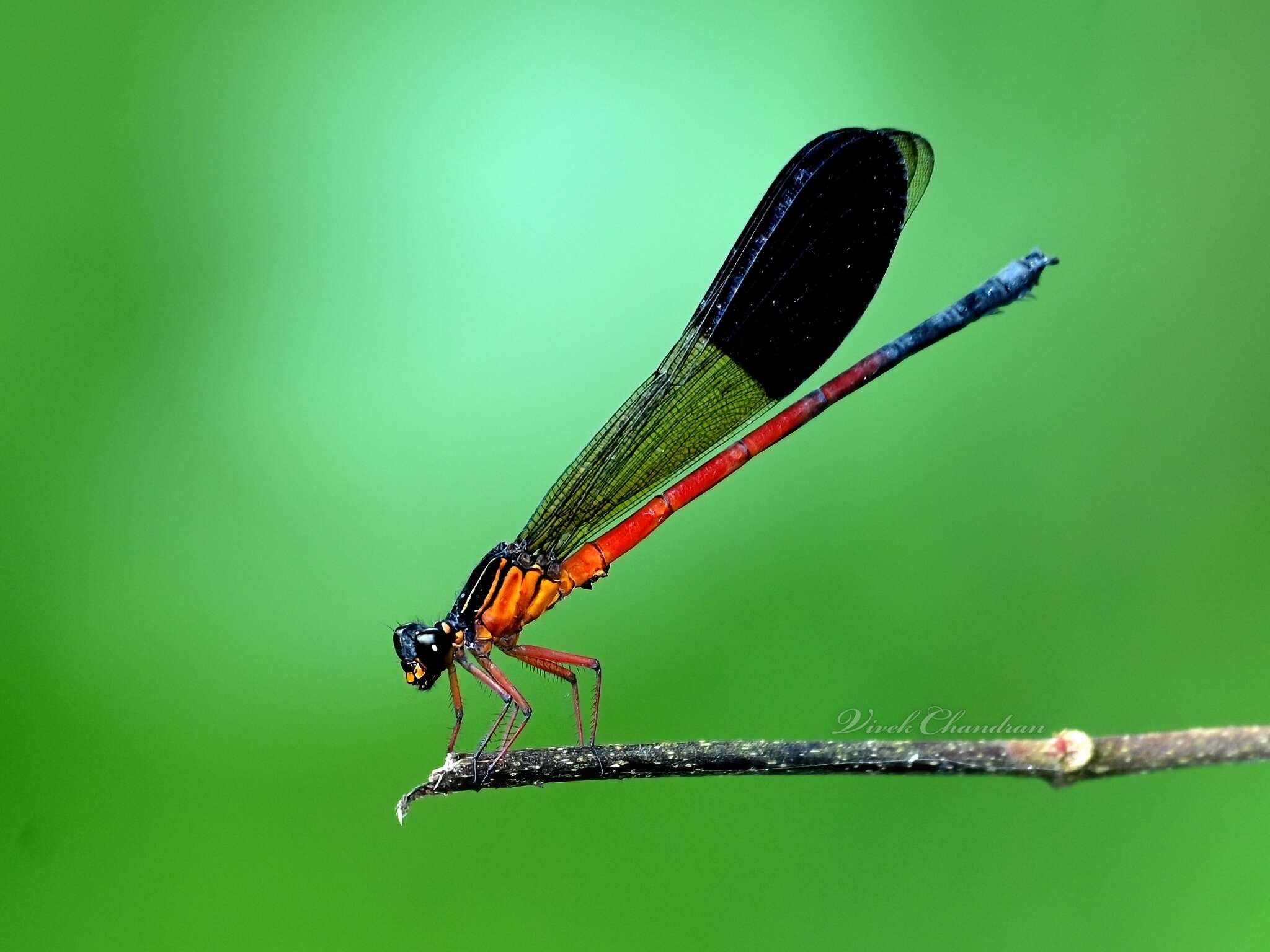 Image of Euphaea cardinalis (Fraser 1924)