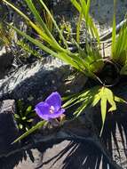 Image of Patersonia sericea var. sericea