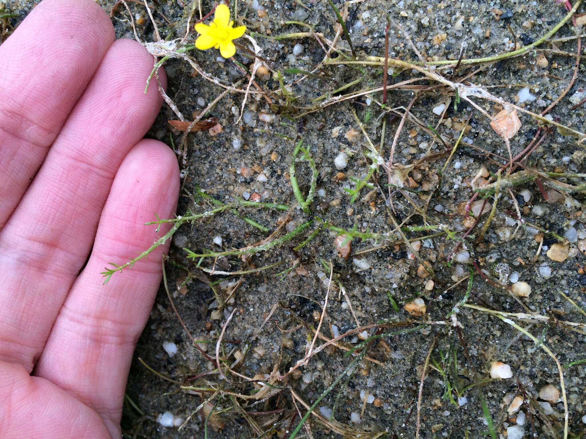 Sivun Myriophyllum ussuriense (Regel) Maxim. kuva