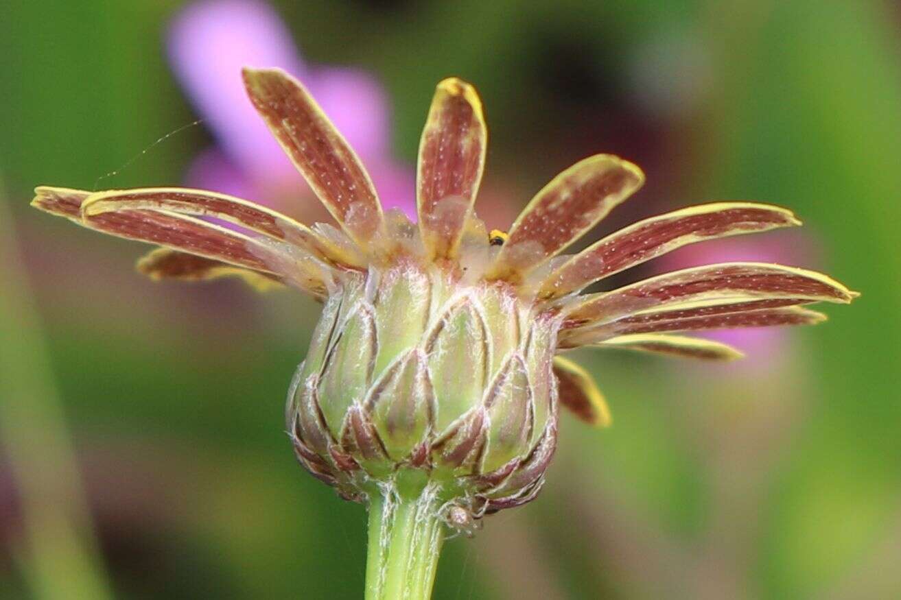 Ursinia anthemoides (L.) Poir. resmi