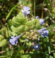 Image of Glechoma hederacea L.