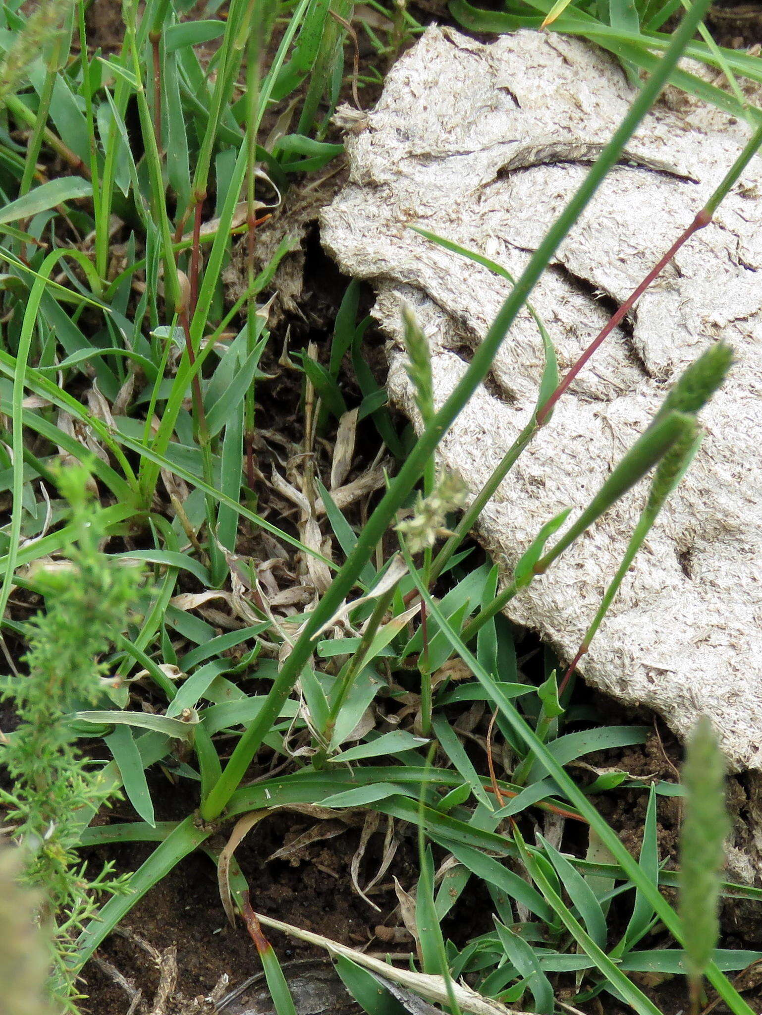 Image of Cyperus usitatus Burch.