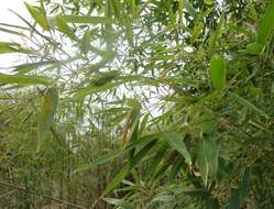 Image of golden bamboo