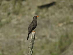 Image of Chiguanco Thrush