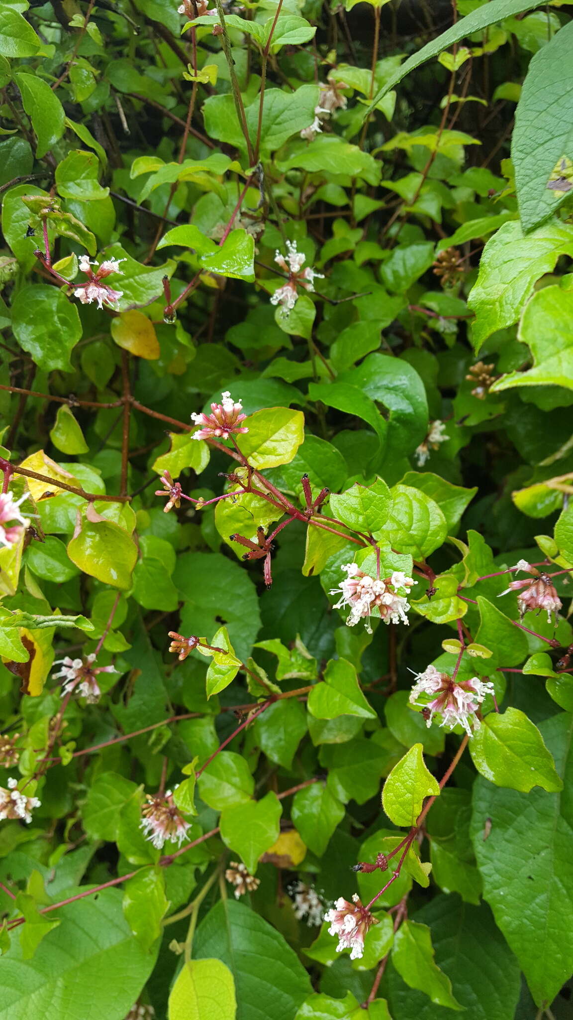 Image of Pisoniella arborescens (Lag. & Rodr.) Standl.