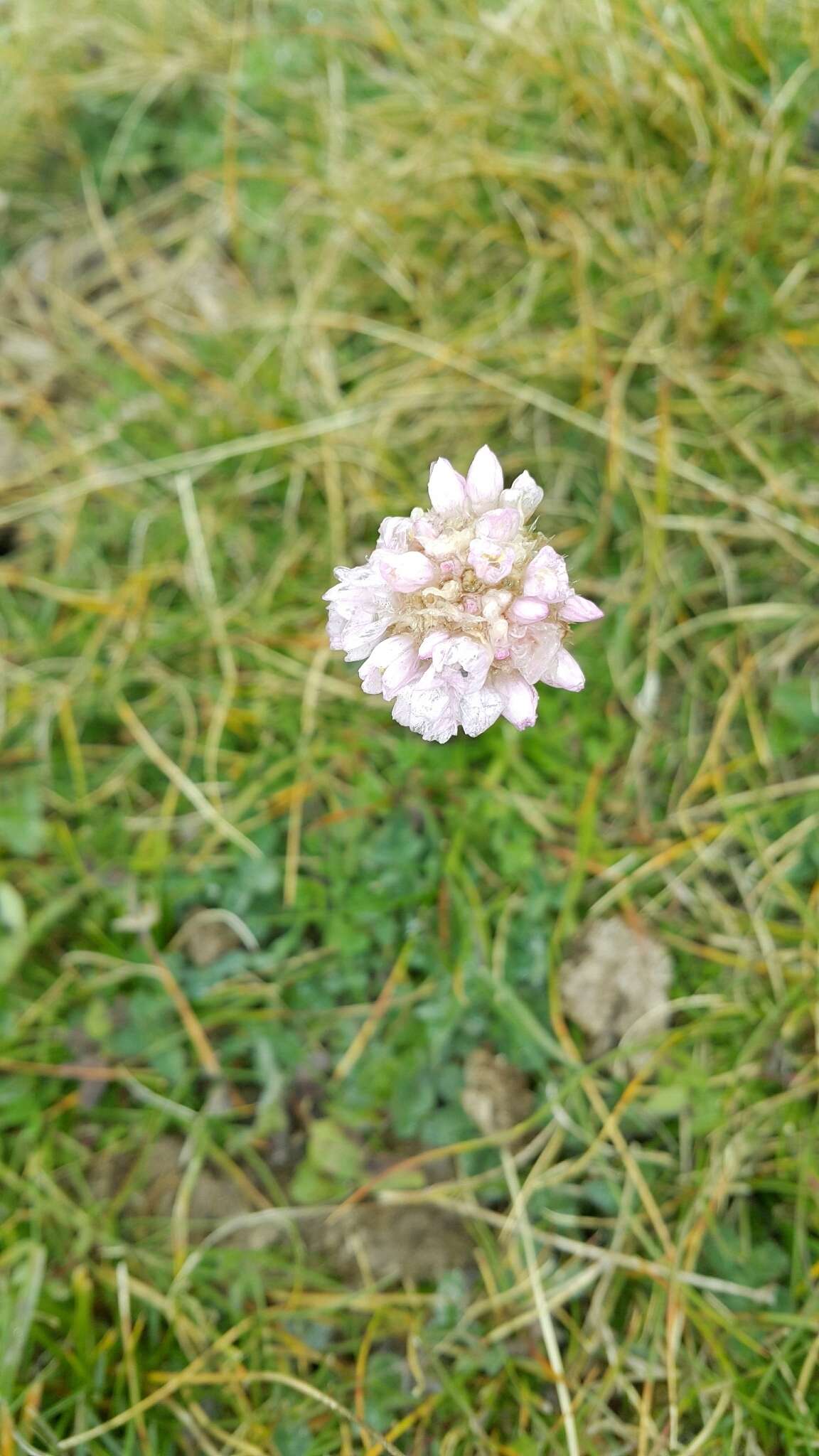 Image of Armeria canescens (Host) Boiss.