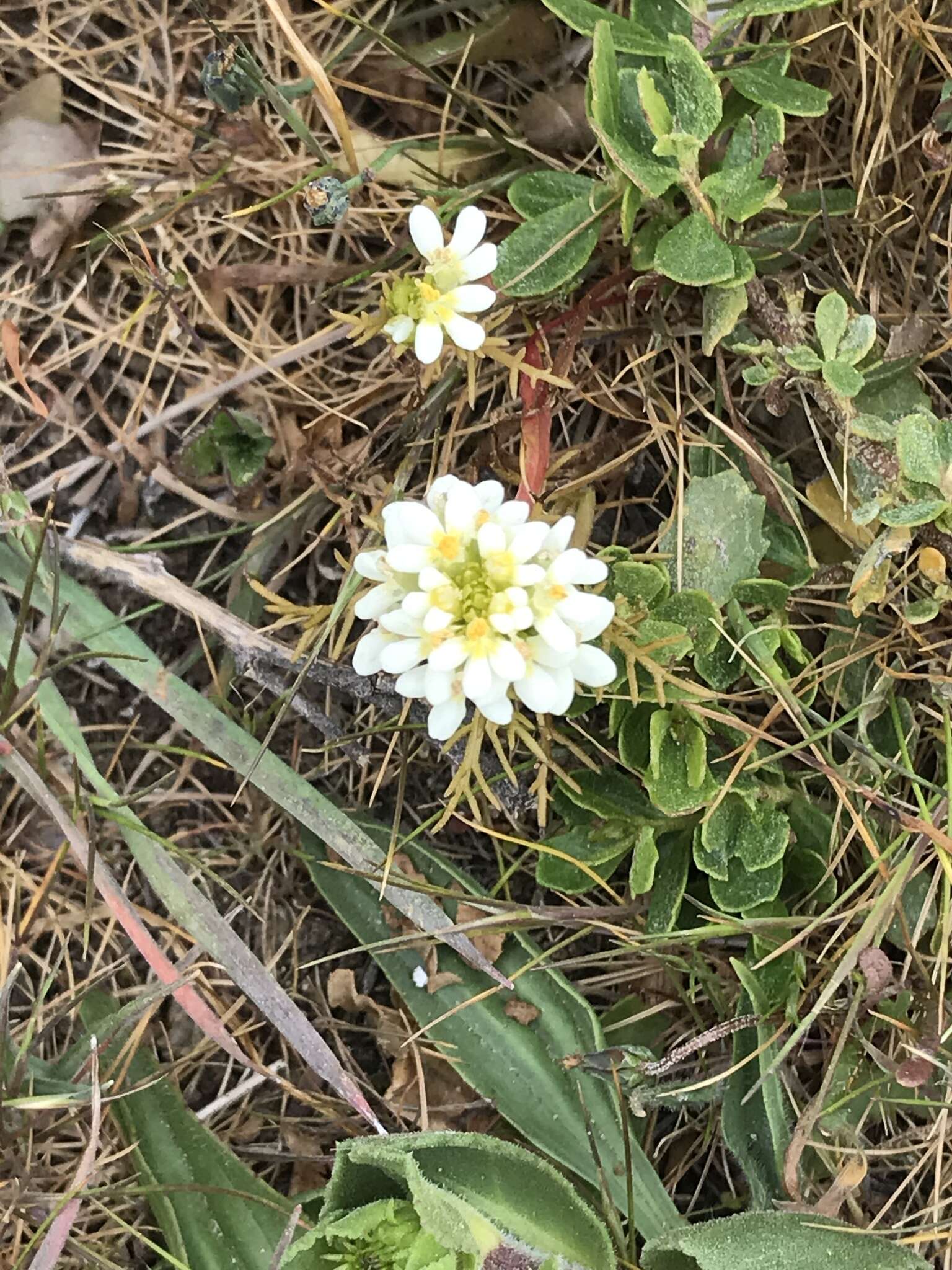 Image of San Francisco owl's-clover