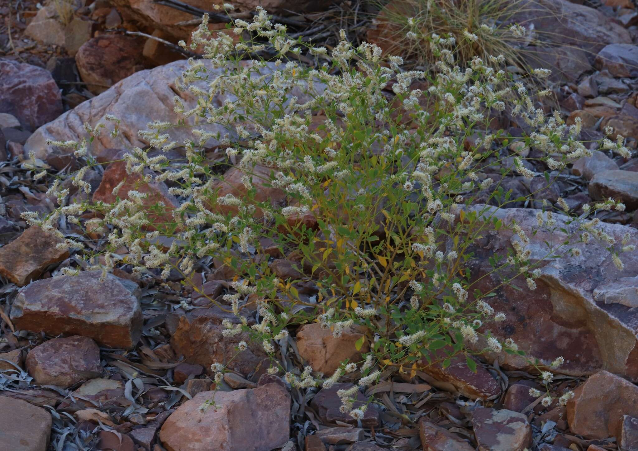 Image of Ptilotus capitatus (F. Müll.) C. Gardner