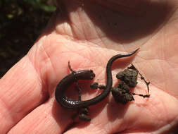 صورة Plethodon cinereus (Green 1818)